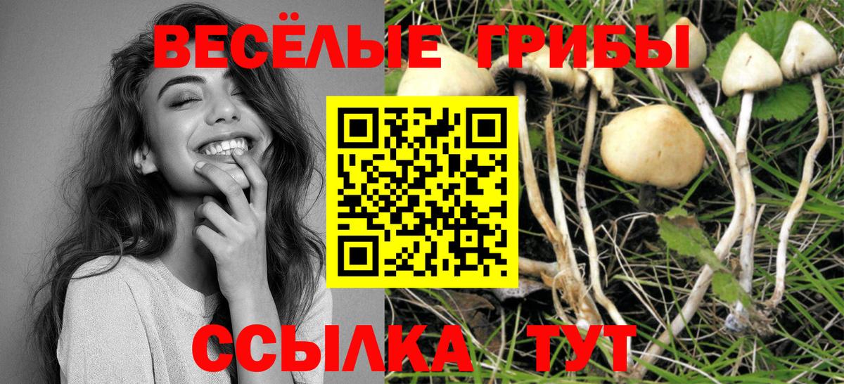 Псилоцибиновые грибы Cubensis  Вход с VPN  Томск  Псилоцибиновые грибы GOLDEN TEACHER 